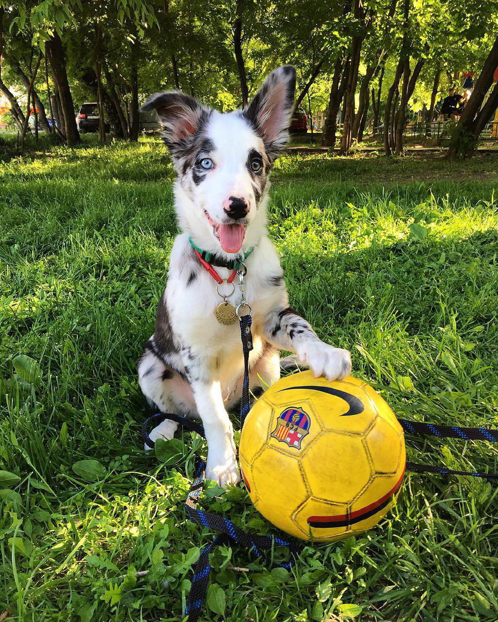 Border Collie puppy sitting on the grass with its paw on top of a yellow ball