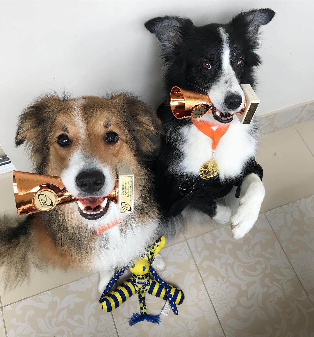 two Border Collies sitting on the floor with trophies in their mouths