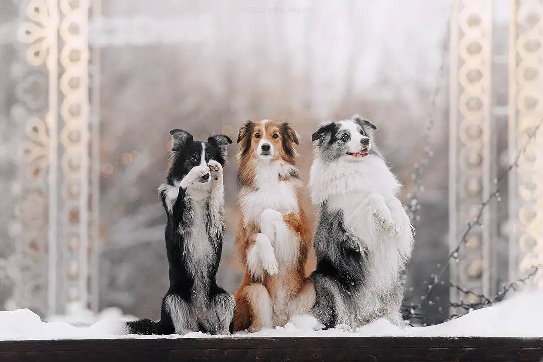 three Border Collie sitting pretty next to each other in winter outdoors