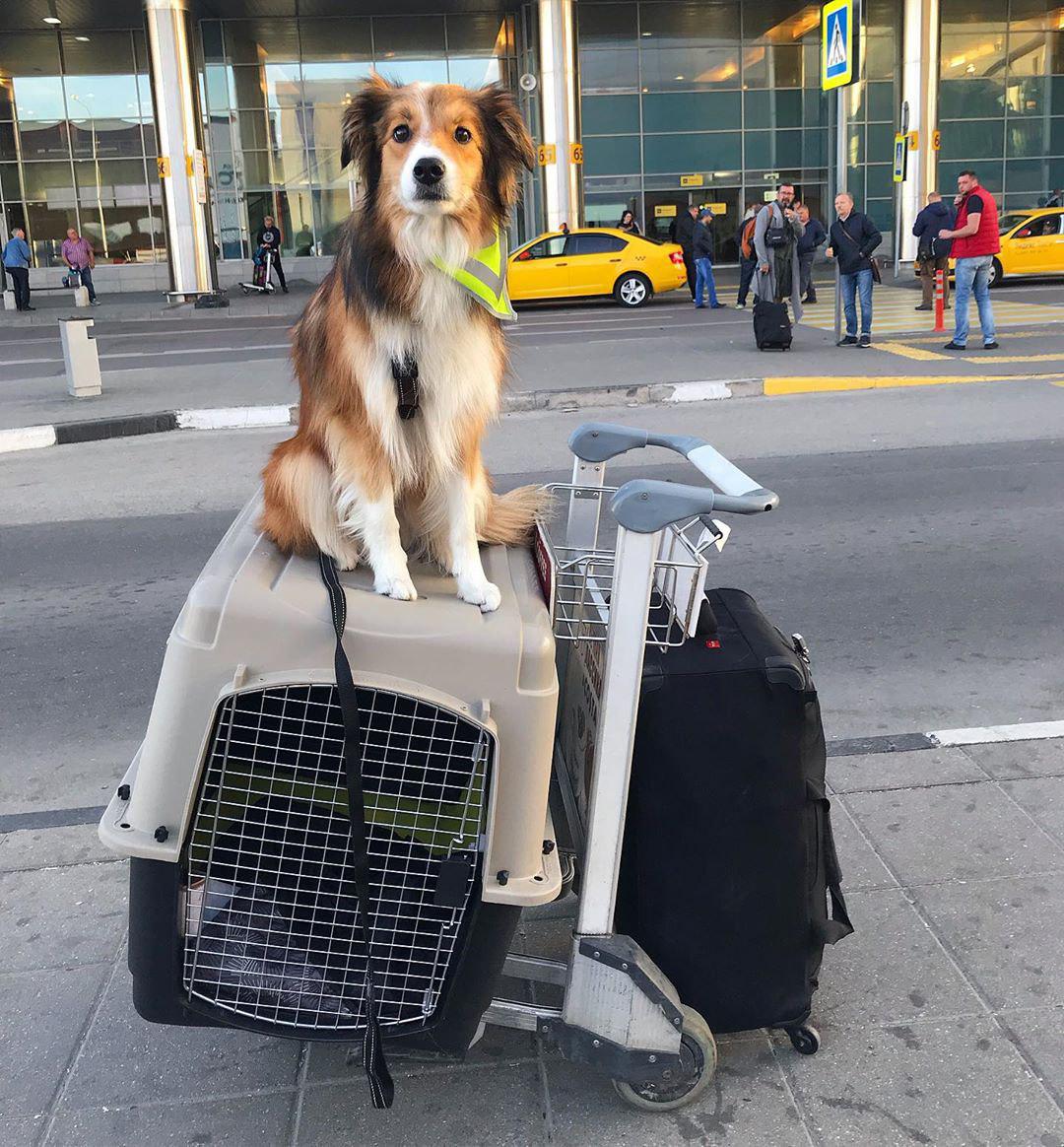 Border Collie sitting on top of its travel crate in front of the airport