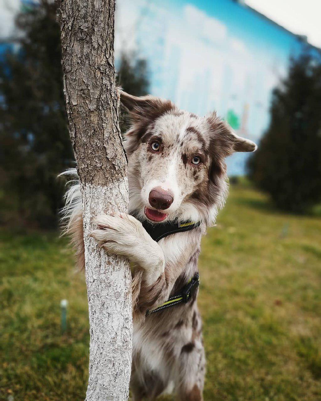 Border Collie standing up leaning against the tree trunk at the park