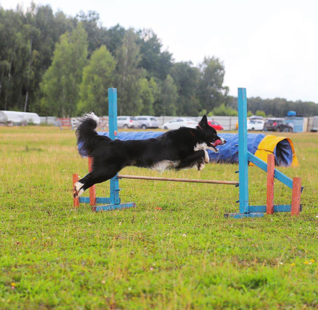 Border Collie jumping over the training fence at the park