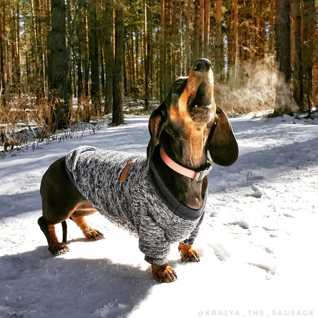 A Dachshund wearing a sweater while howling in the forest during winter