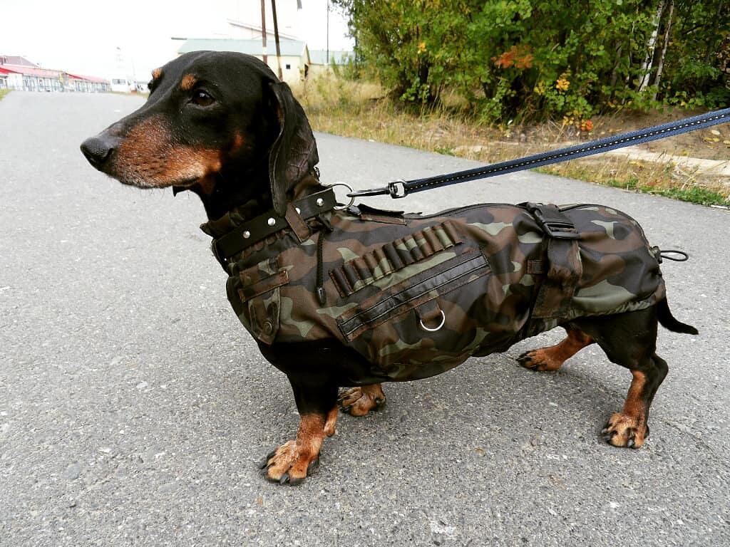 A Dachshund wearing a camouflage outfit while standing on the pavement