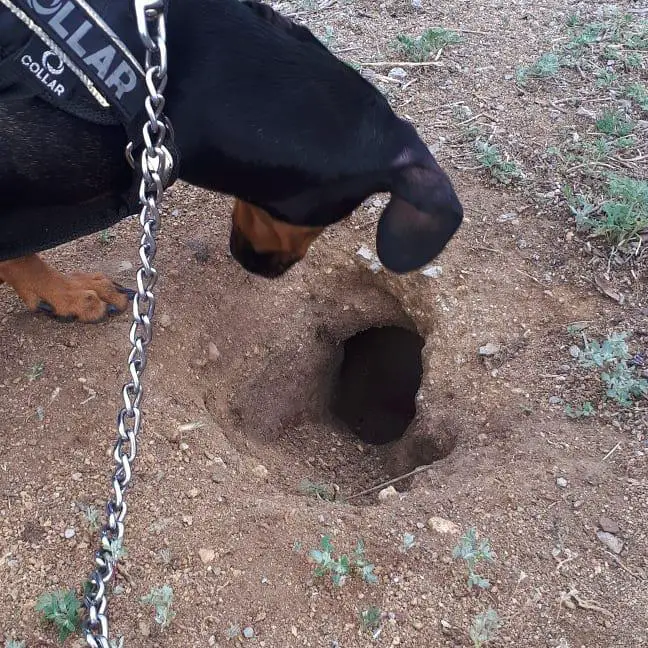 A Dachshund staring at the hole on the ground