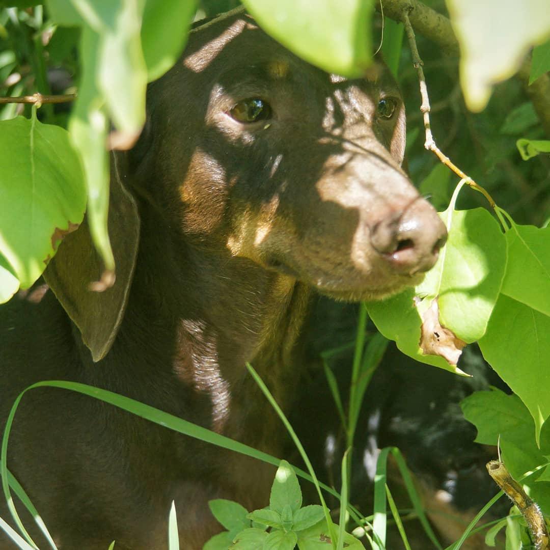 A Dachshund standing in the leaves
