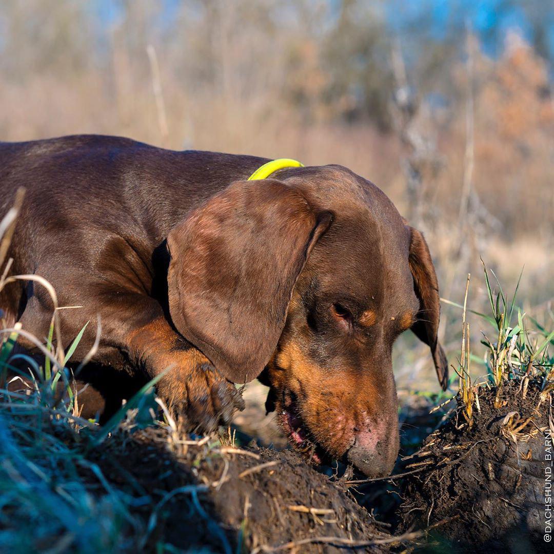 A Dachshund digging and smelling the trail