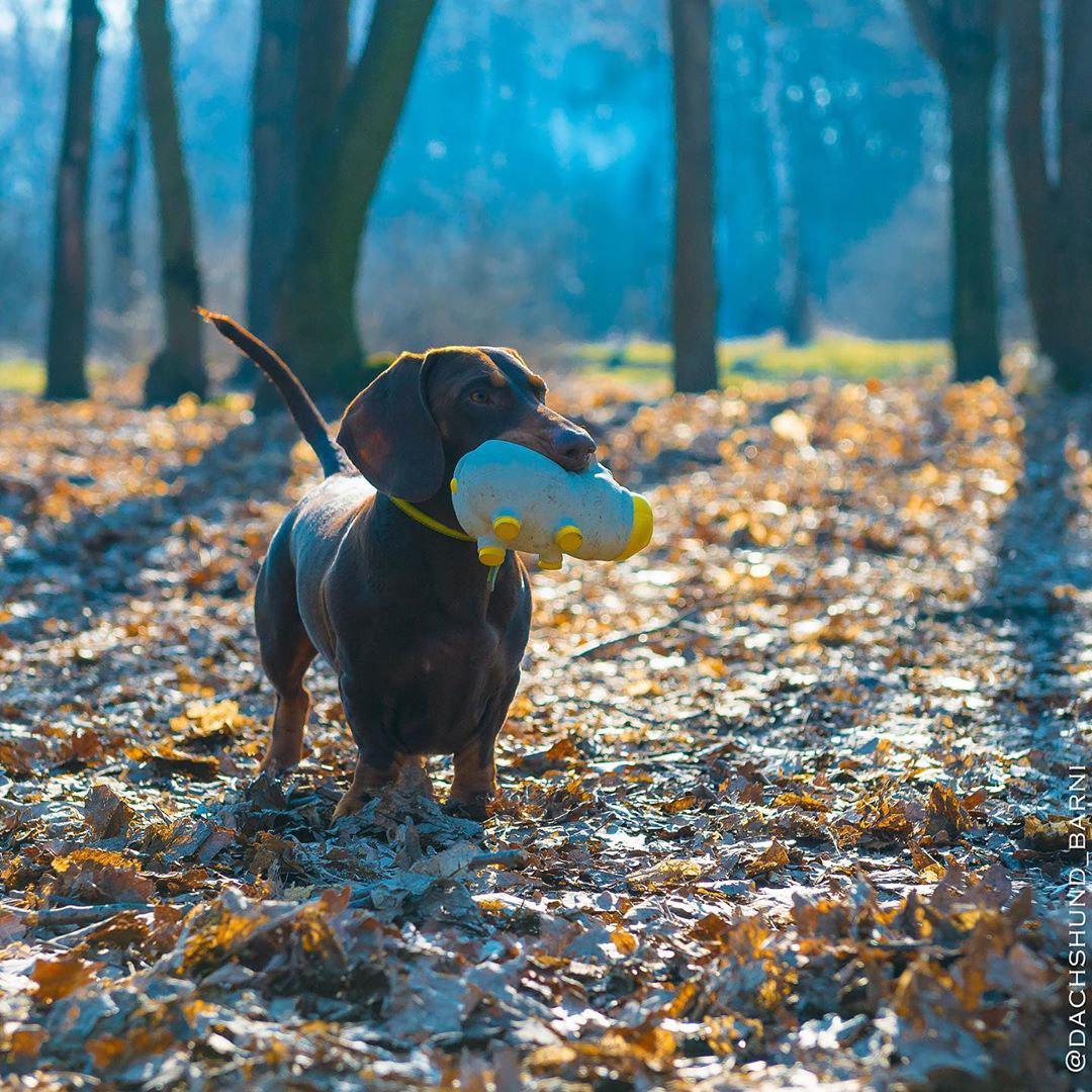 A Dachshund with stuffed toy in its mouth while standing on the ground with dried leaves