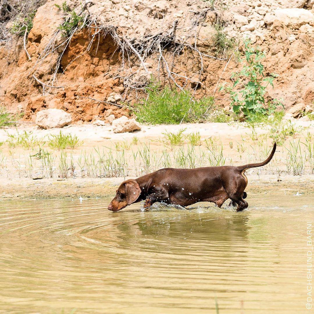 A Dachshund walking in the water on the lake