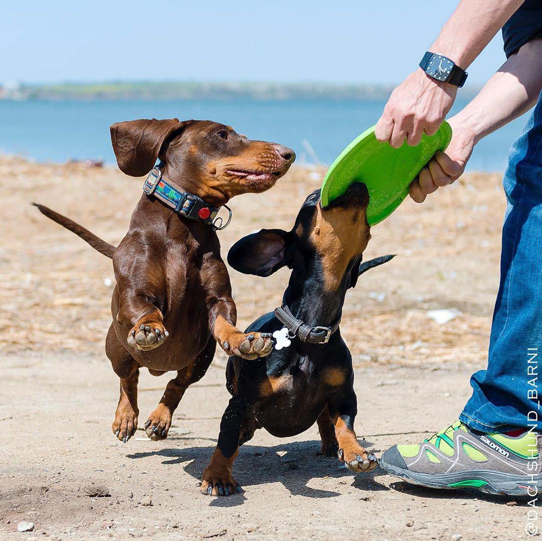 two Dachshund playing with frisbee at the beach with a man