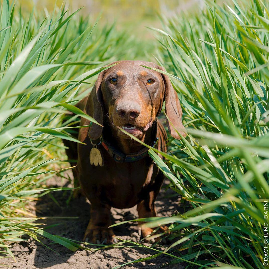 A Dachshund standing in the middle of the field of grass