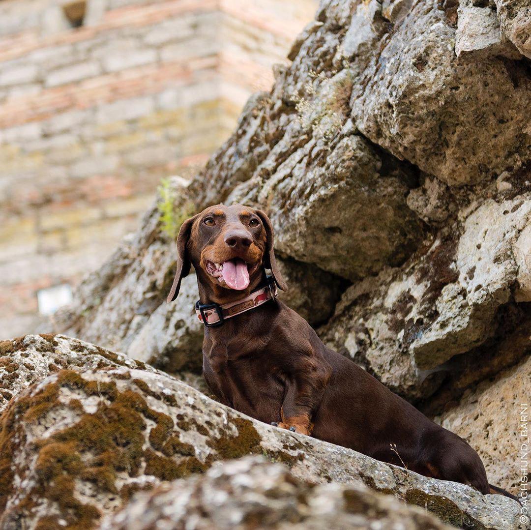 A Dachshund standing on top of the rock