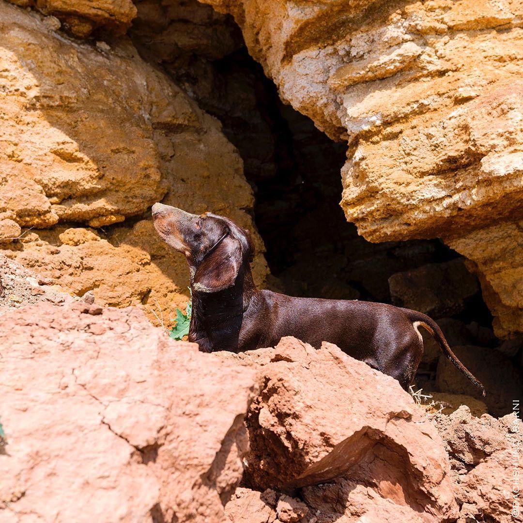 A Dachshund standing in the mountain