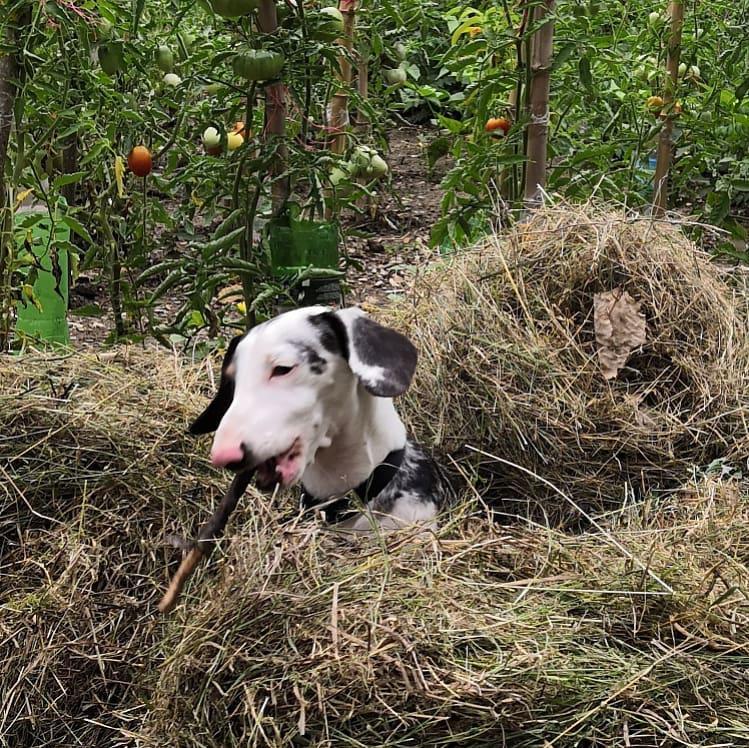 A Dachshund with a stick in its mouth sitting inside a pile of grass