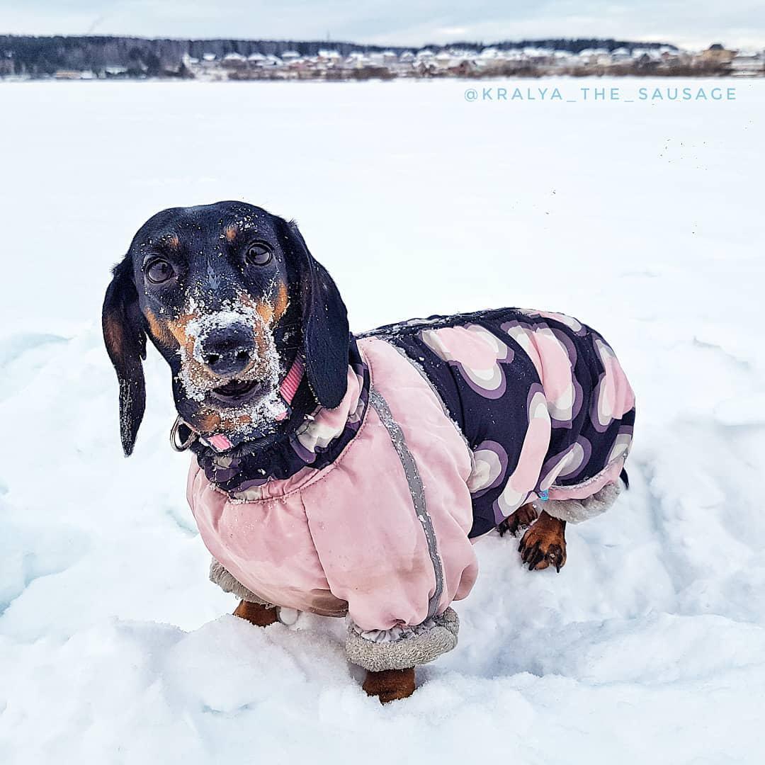 A Dachshund wearing a winter jacket while standing in snow