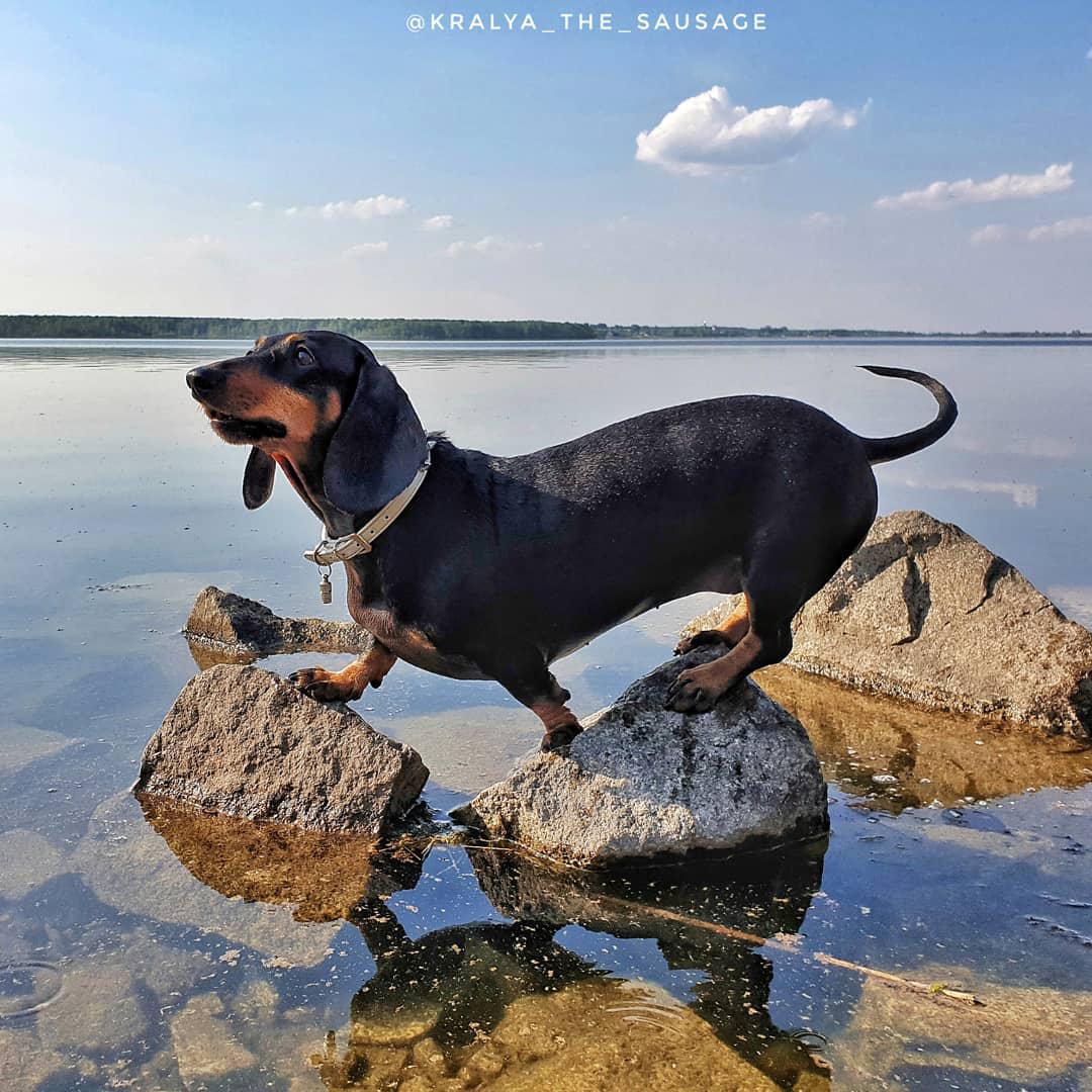 A Dachshund standing on top of the large rock in the water at the beach