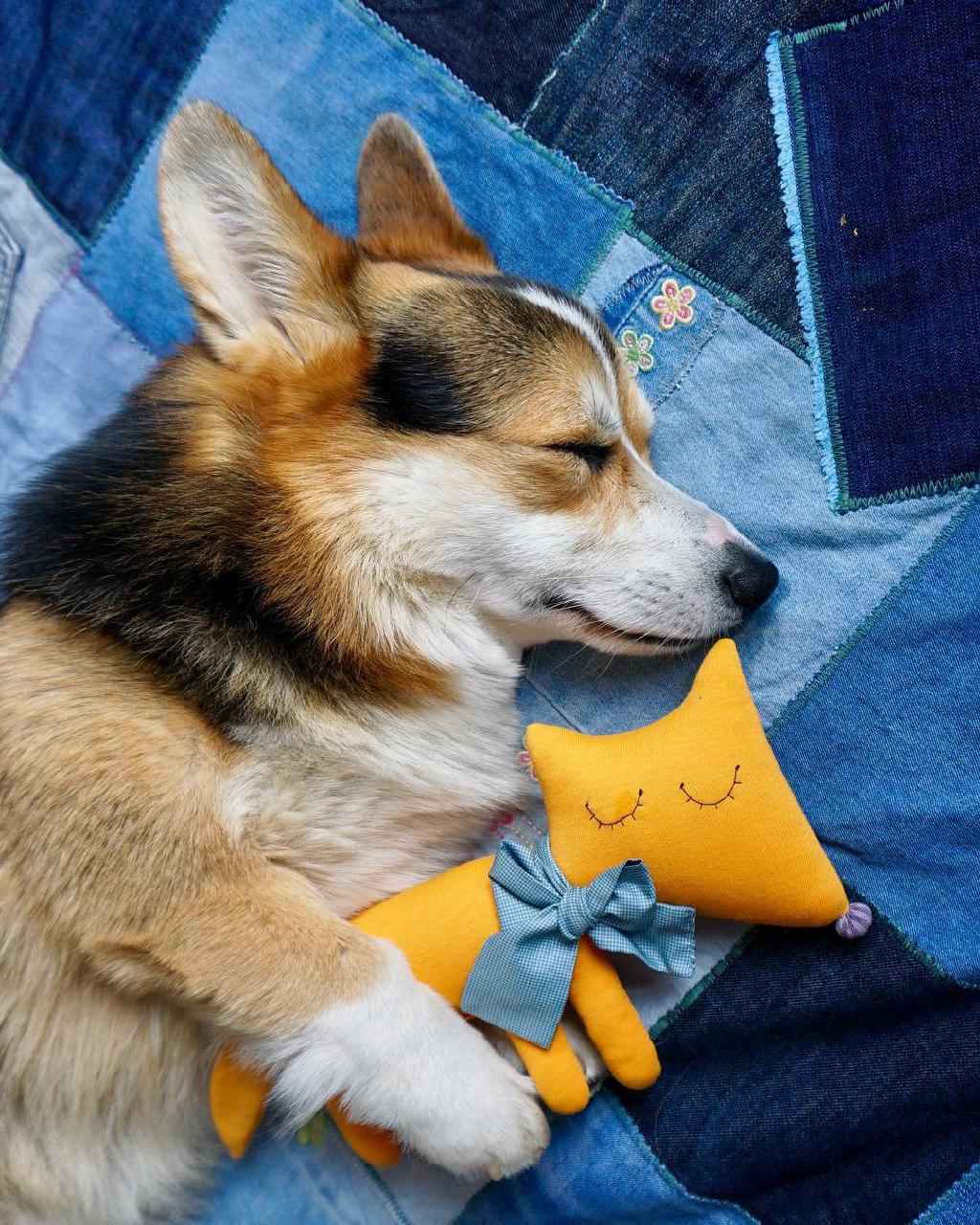 A Corgi sleeping soundly on its bed with its dog stuffed toy