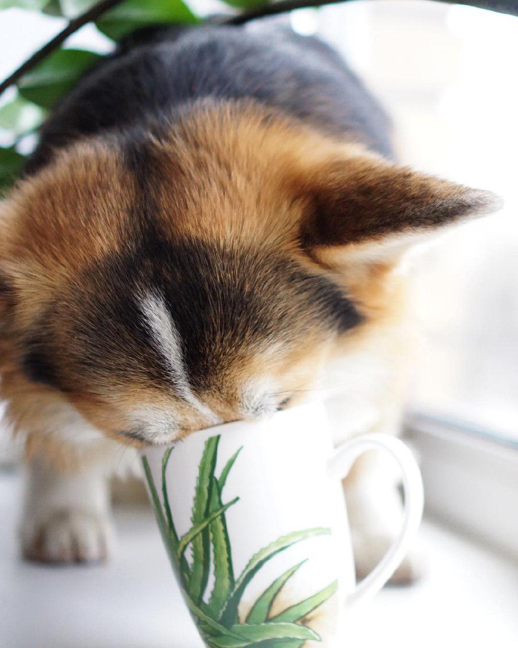 A Corgi with its face on the cup while standing by the window