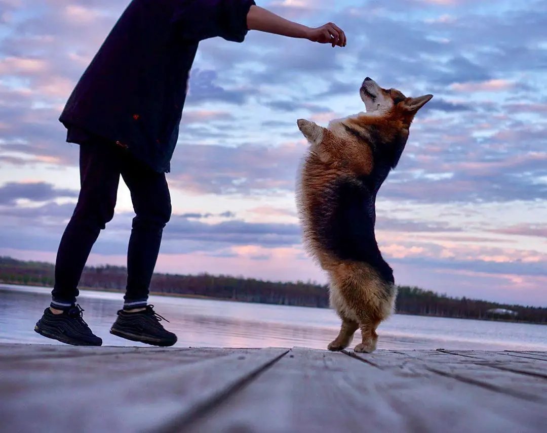 A man teaching the corgi to stand up using treats by the beach