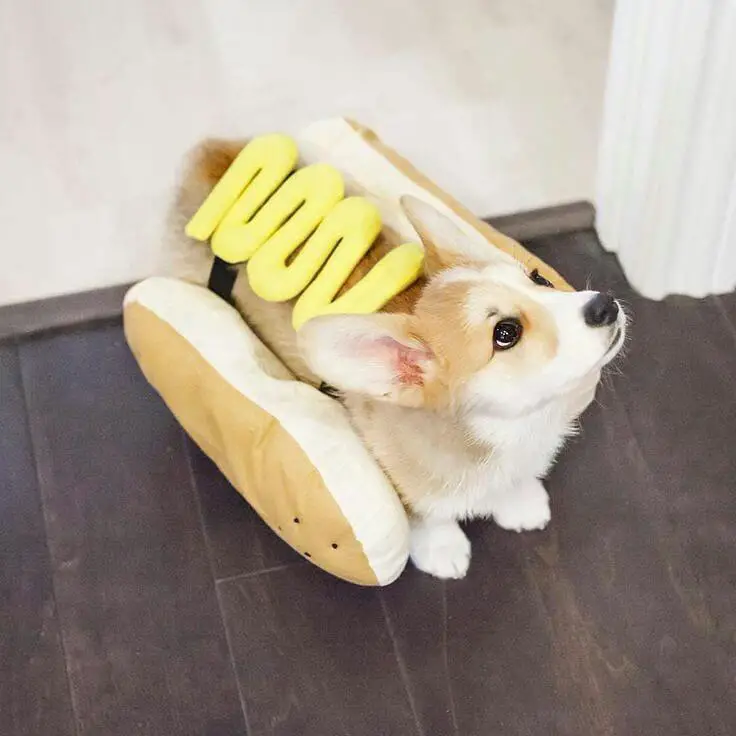 A Corgi wearing hotdog costume