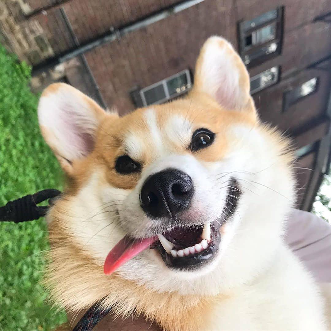 A happy Corgi in the arms of the person while smiling with its tongue sticking out on the side of its mouth