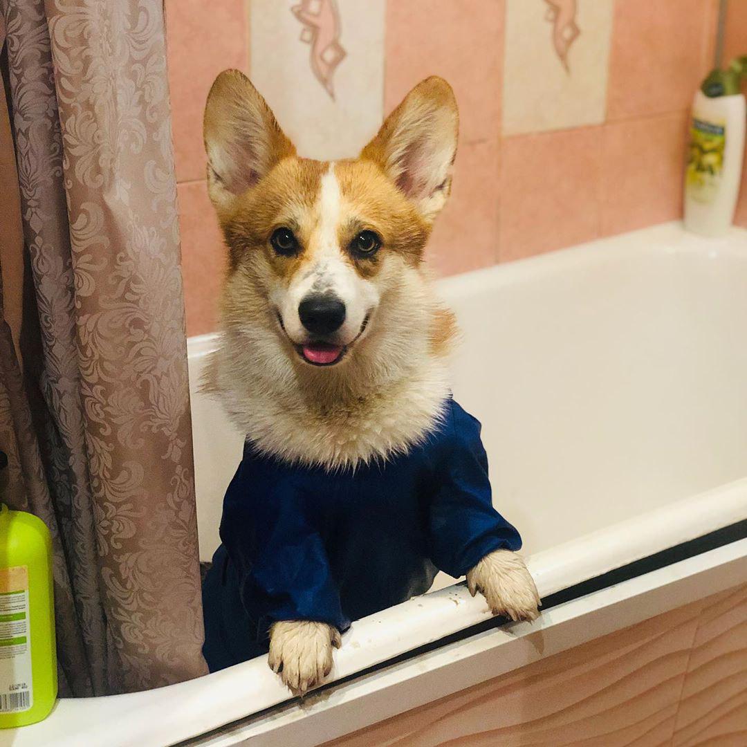 A Corgi wearing a shirt while standing inside the bathtub