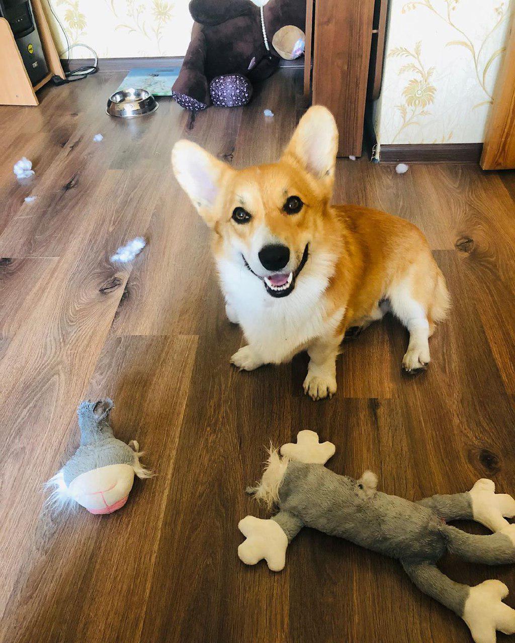 A Corgi sitting on the floor while being surrounded with its torn toys