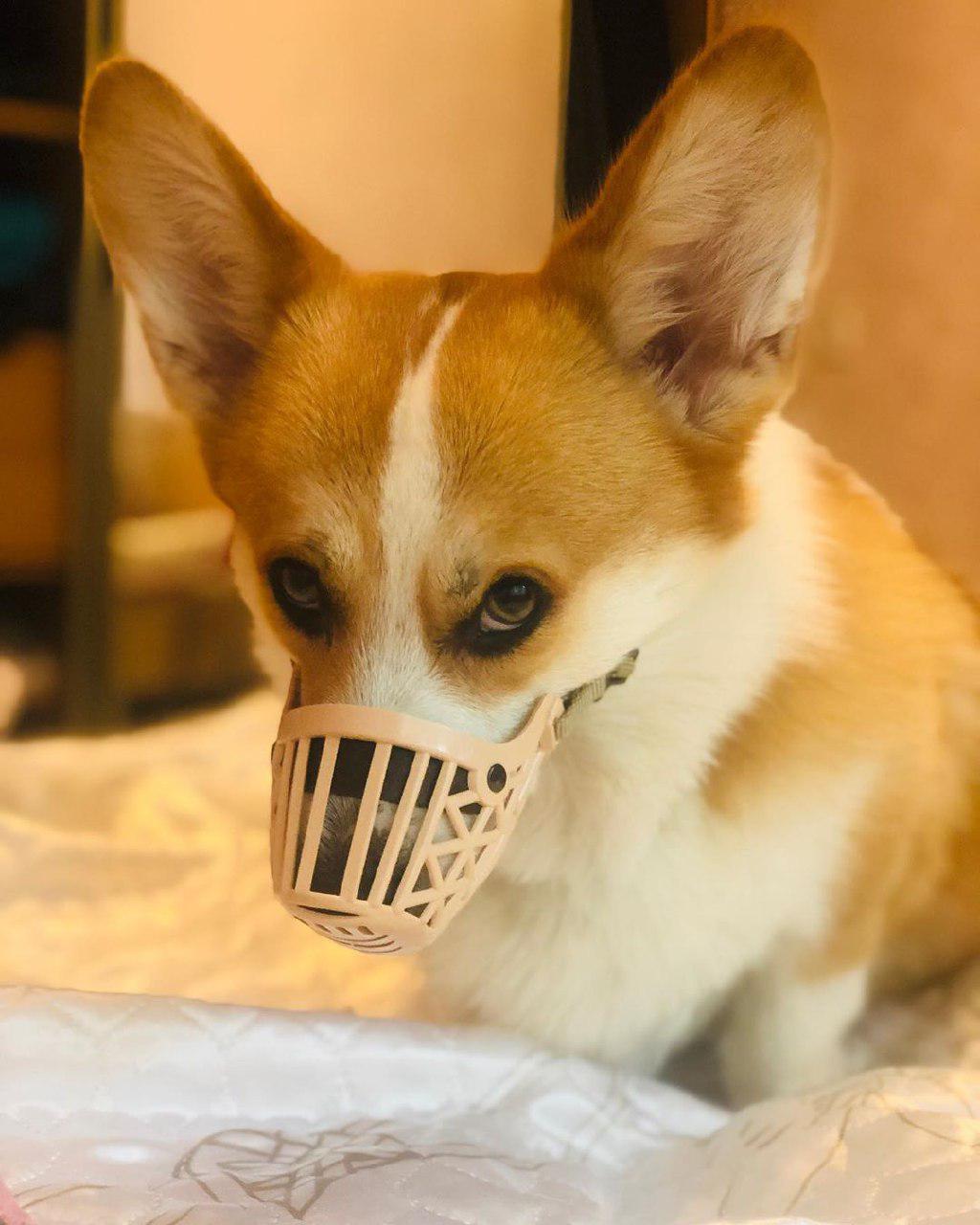 A Corgi wearing a muzzle cover while sitting on the bed