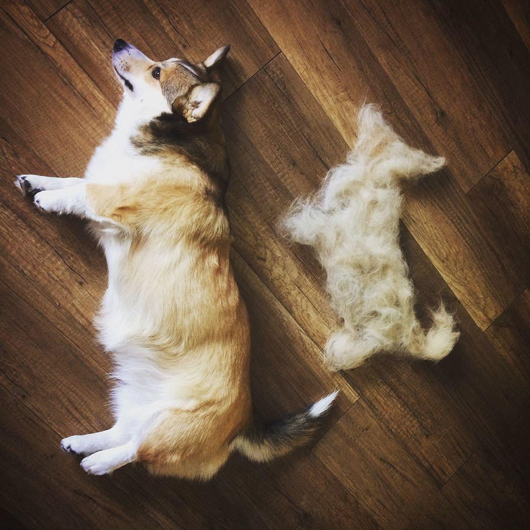 A Corgi lying on the floor next to its shed fur