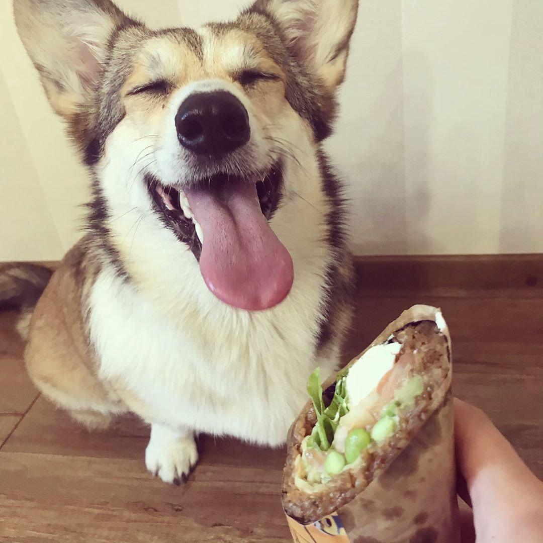 A Corgi sitting on the floor with its eyes closed, mouth open and tongue out behind the burritos in the hand of a person