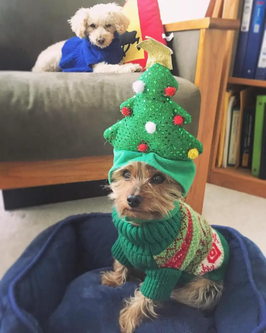 A Yorkshire Terrier in its christmas tree costume sitting in its bed