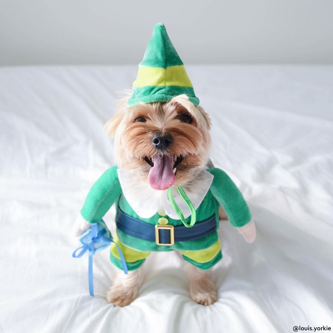 A Yorkshire Terrier in its elf costume while sitting on top of the bed