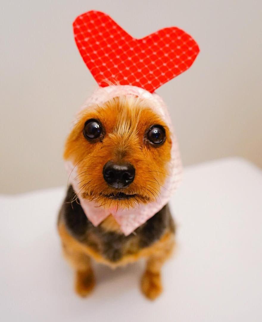 A Yorkshire Terrier wearing a cupid head piece while sitting on top of the bed