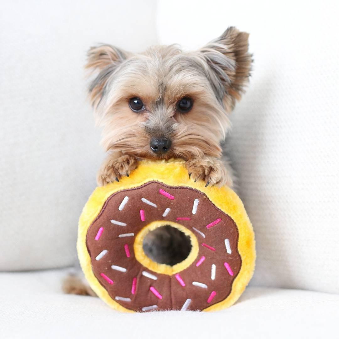 A Yorkshire Terrier biting a donut stuffed toy