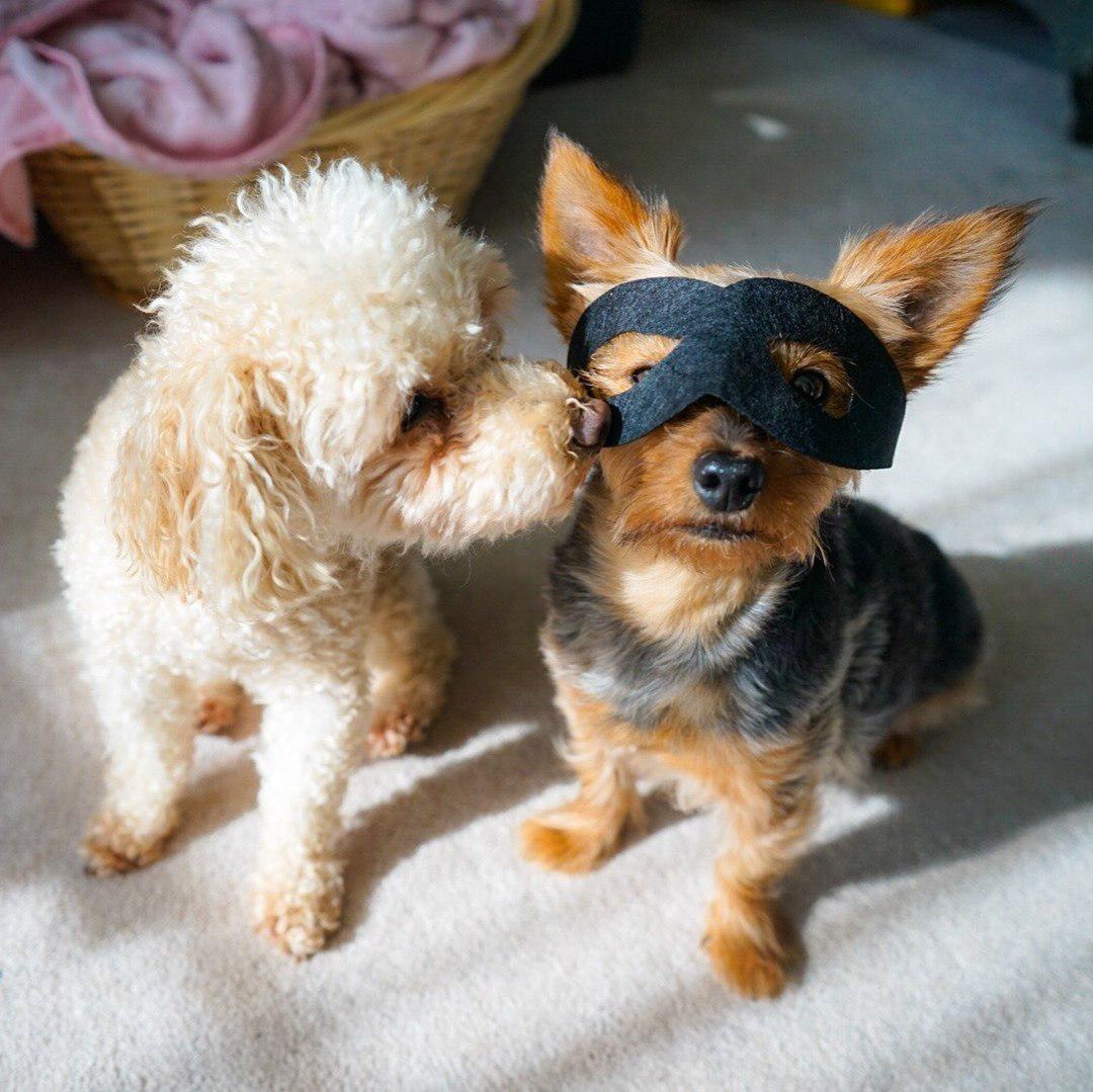 A Yorkshire Terrier a black eye mask sitting on the floor