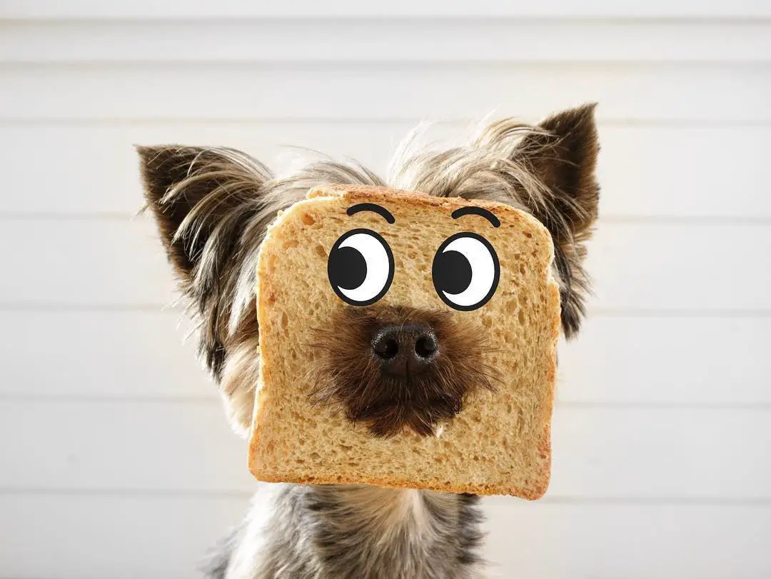 A Yorkshire Terrier wearing a piece of bread on its face