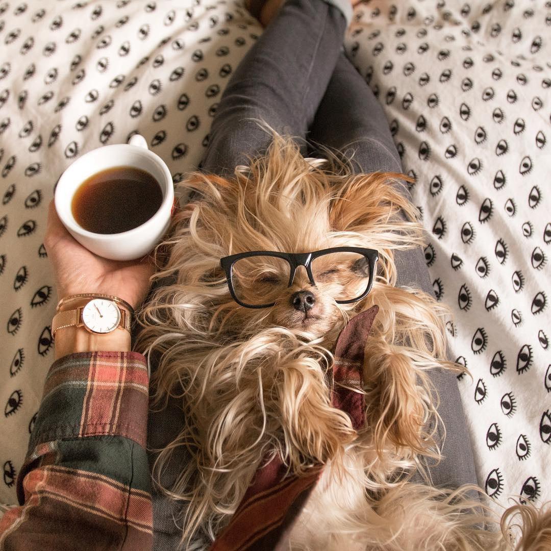 A Yorkshire Terrier lying on the lap of a woman sitting on the bed while holding a cup of coffee