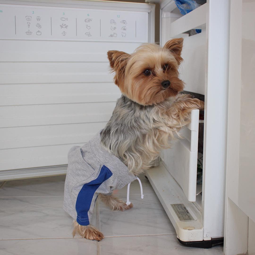 A Yorkshire Terrier wearing shorts while leaning against the drawer