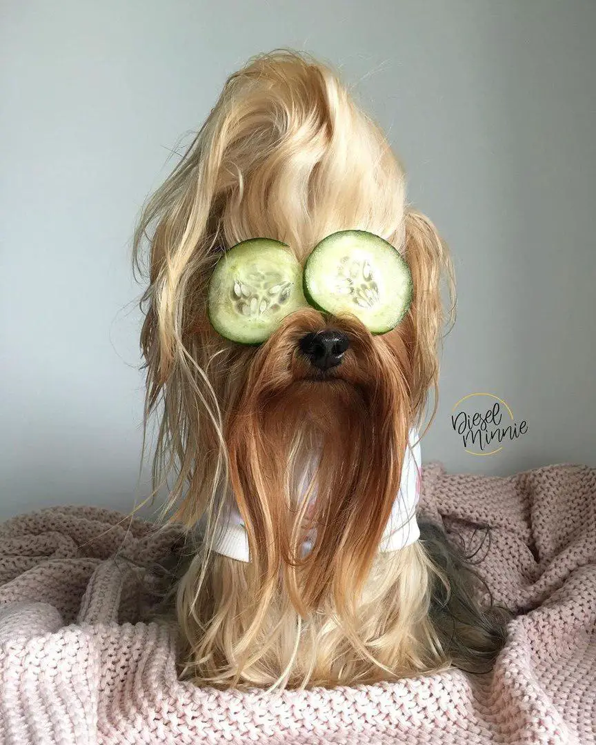 A Yorkshire Terrier with slices of cucumber on its eyes sitting on the bed