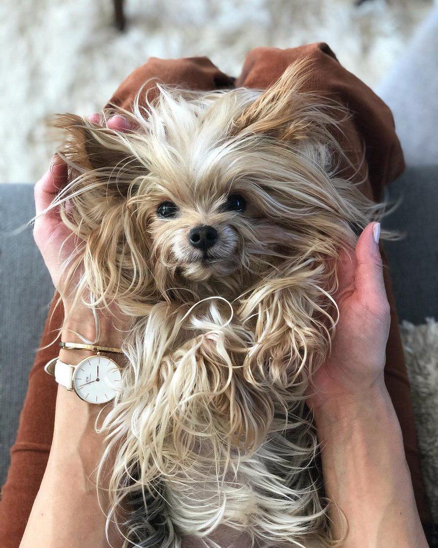 A Yorkshire Terrier lying on the lap of a woman sitting on the couch