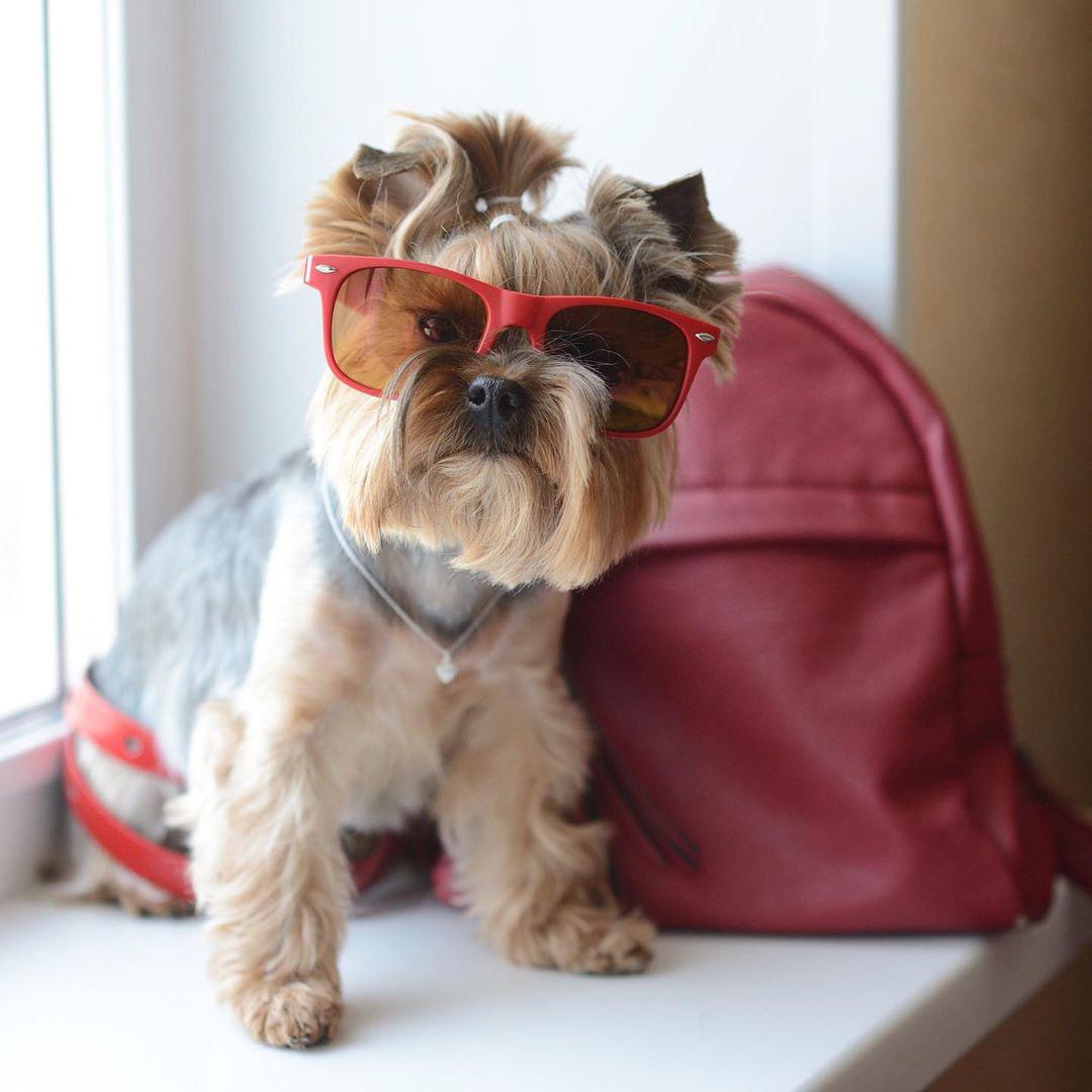 A Yorkshire Terrier wearing sunglasses while sitting by the windowsill with a red bag behind him