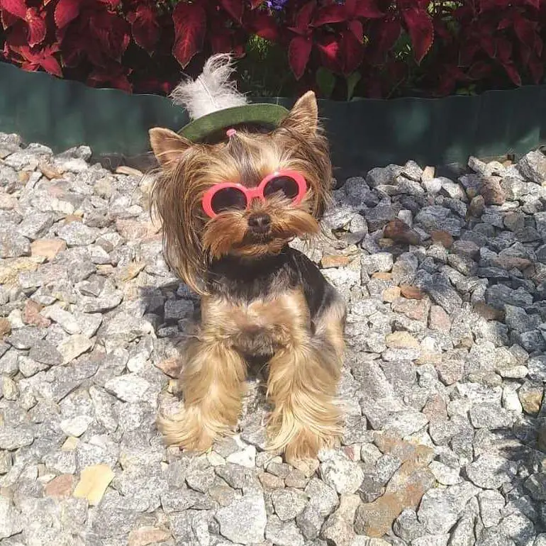 A Yorkshire Terrier sitting on top of the rocks while wearing a hat and sunglasses under the sun