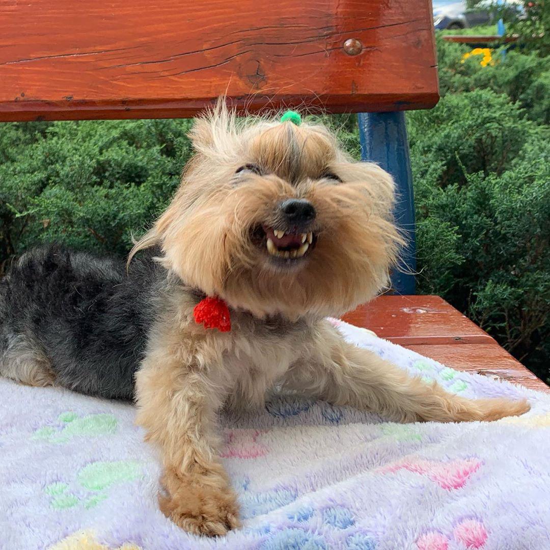 A Yorkshire Terrier lying on top of the bench while smiling
