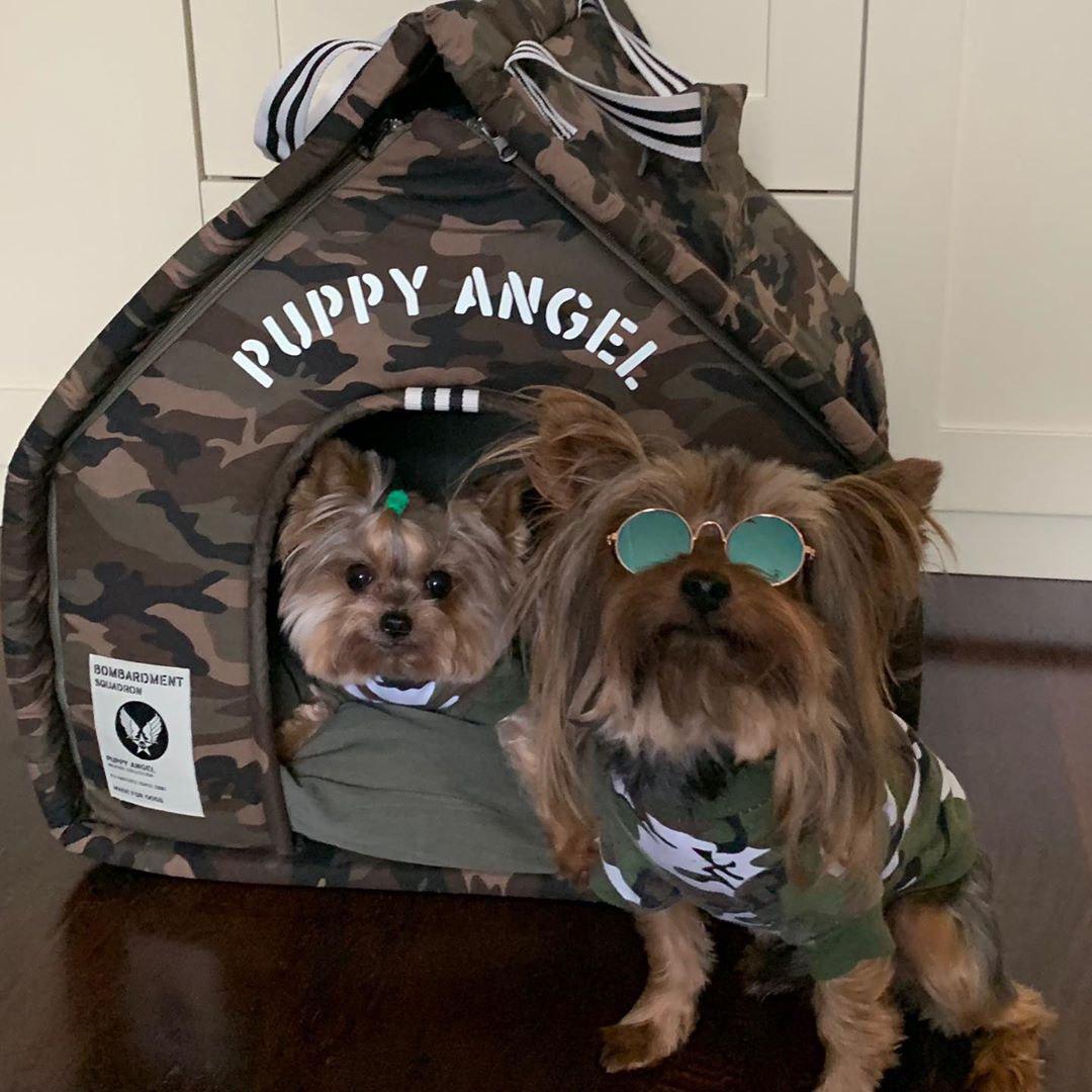two Yorkshire Terriers sitting inside and in front of their camouflage dog house