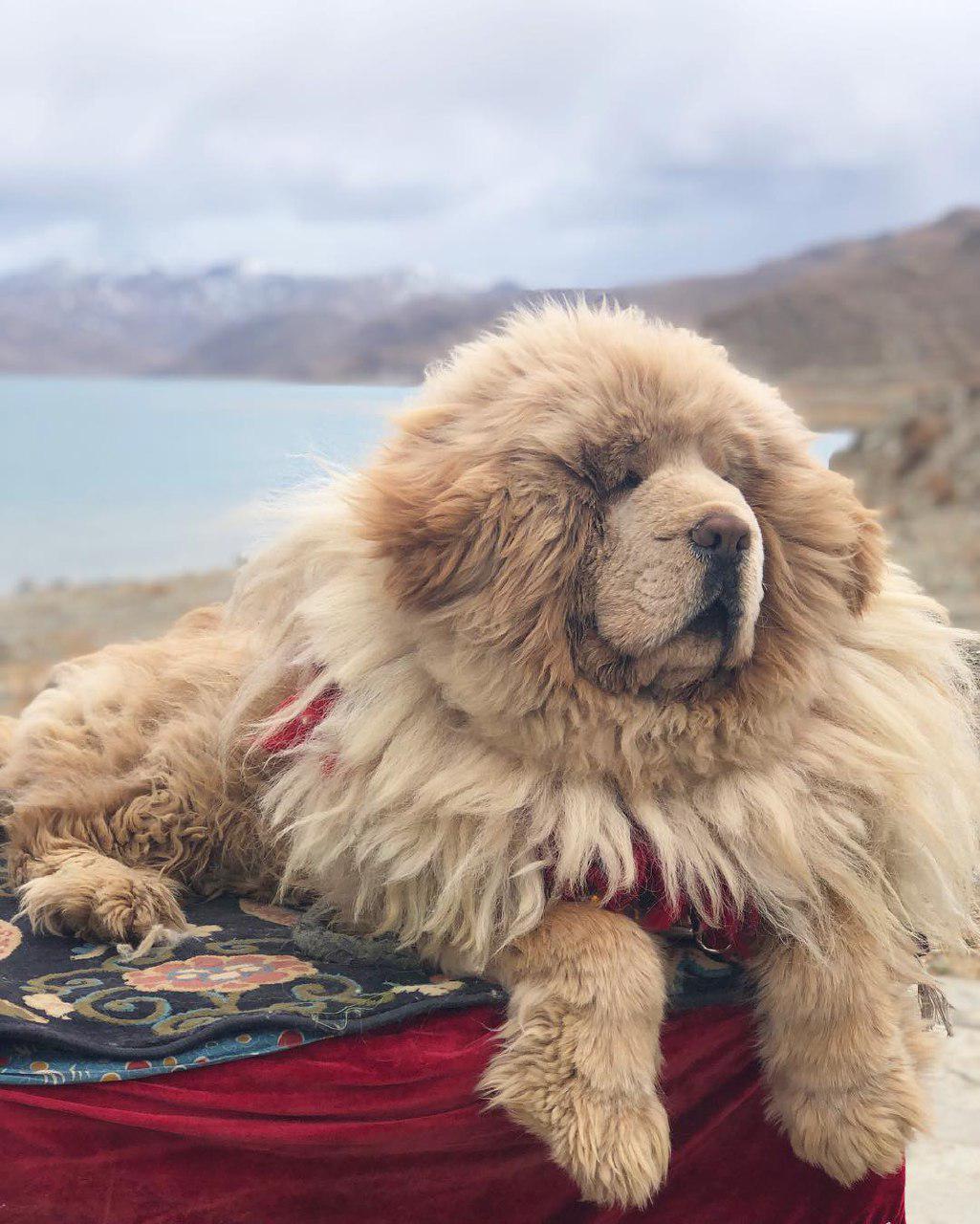 A Mastiff lying on top of its bed in the mountain