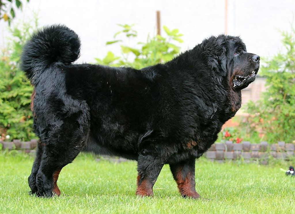 A large Mastiff standing in the yard