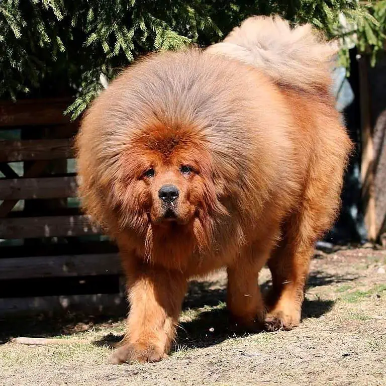 A large Mastiff walking in the yard