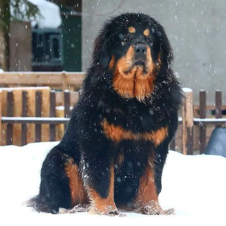 A Mastiff sitting outdoors during winter