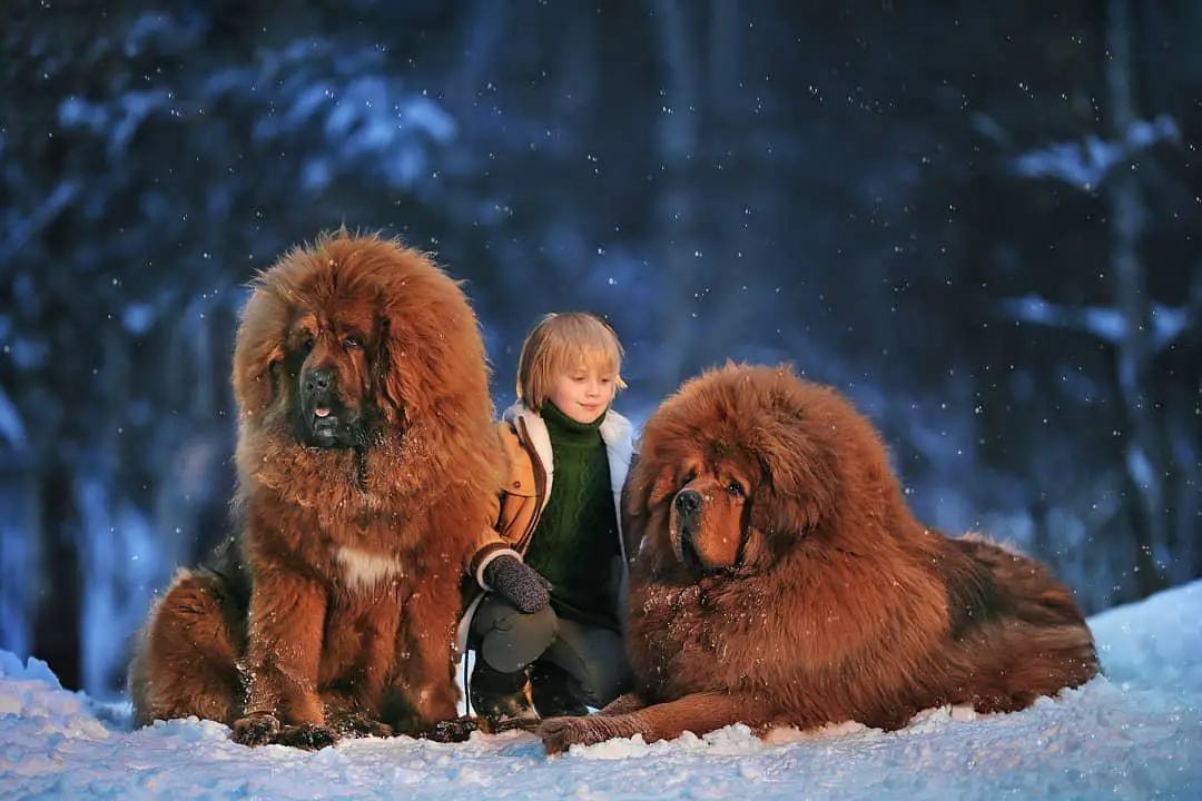 two large Mastiff lying in the forest with a kid kneeling in between them during winter