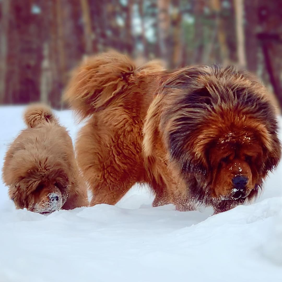 An adult Mastiff and a puppy walking in snow